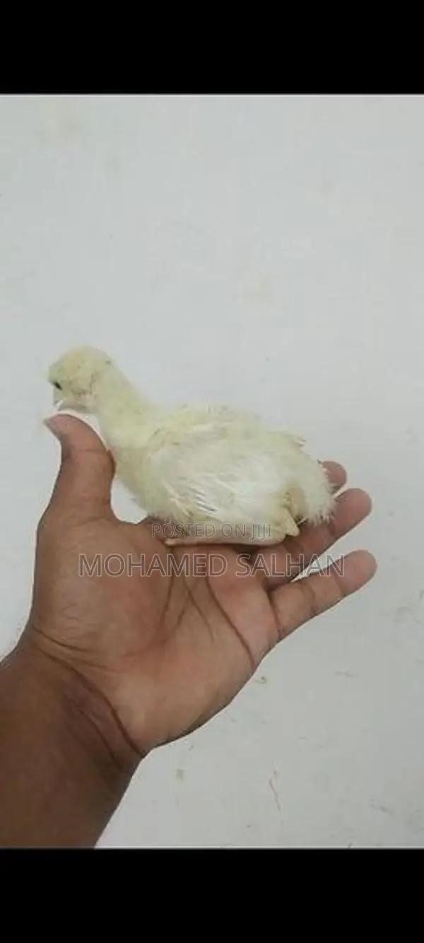 Country Chicks