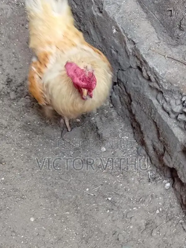 ஊர் சேவல்