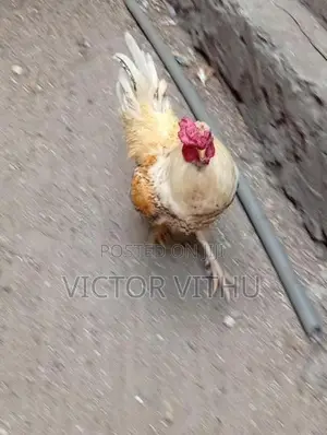 ஊர் சேவல்