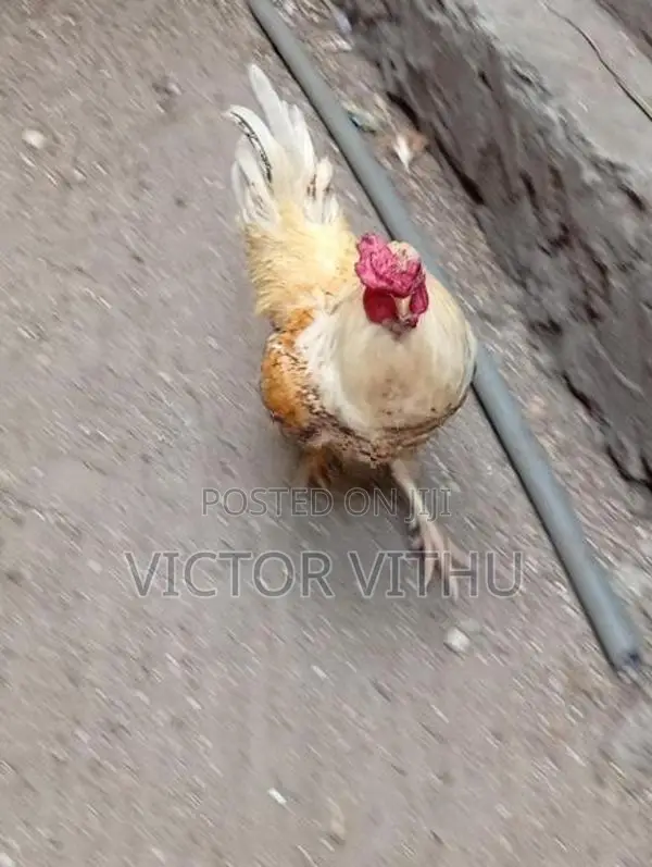 ஊர் சேவல்
