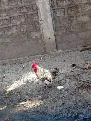 ஊர் சேவல்