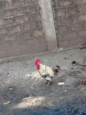 ஊர் சேவல்