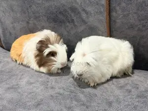 Long Hair Guinea Pig