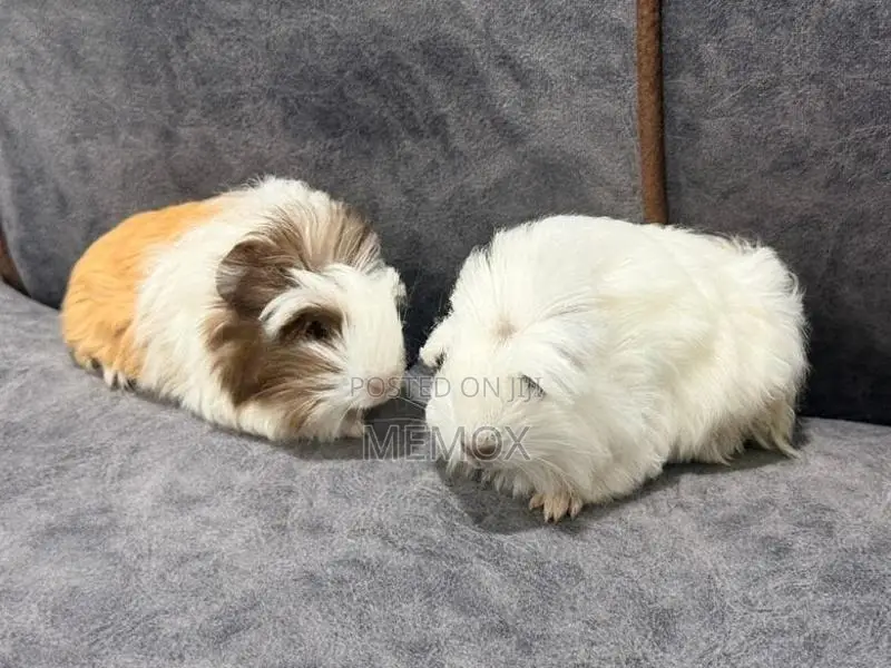 Long Hair Guinea Pig