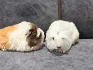 Long Hair Guinea Pig