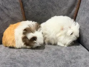 Long Hair Guinea Pig