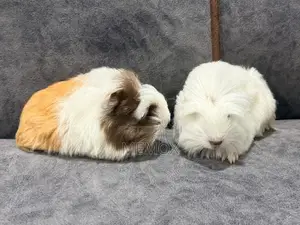 Long Hair Guinea Pig