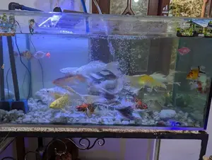Cat Fish