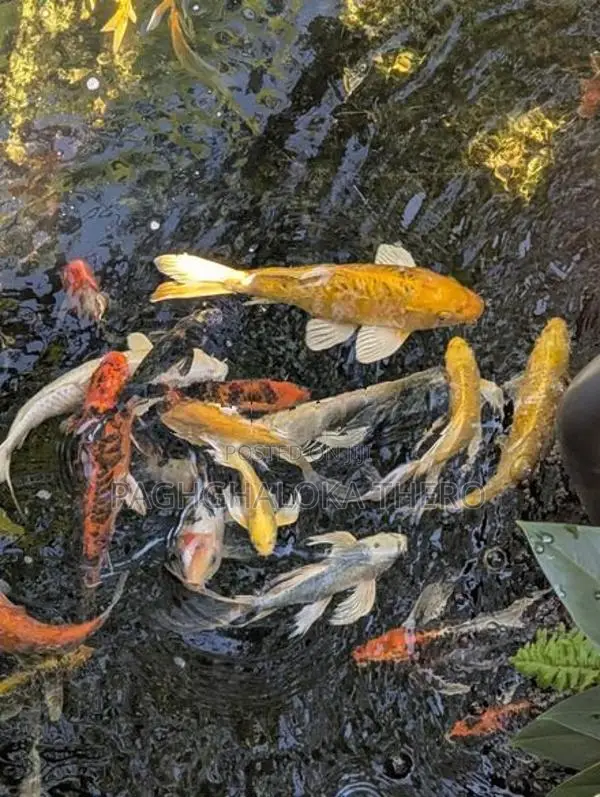 Cat Fish