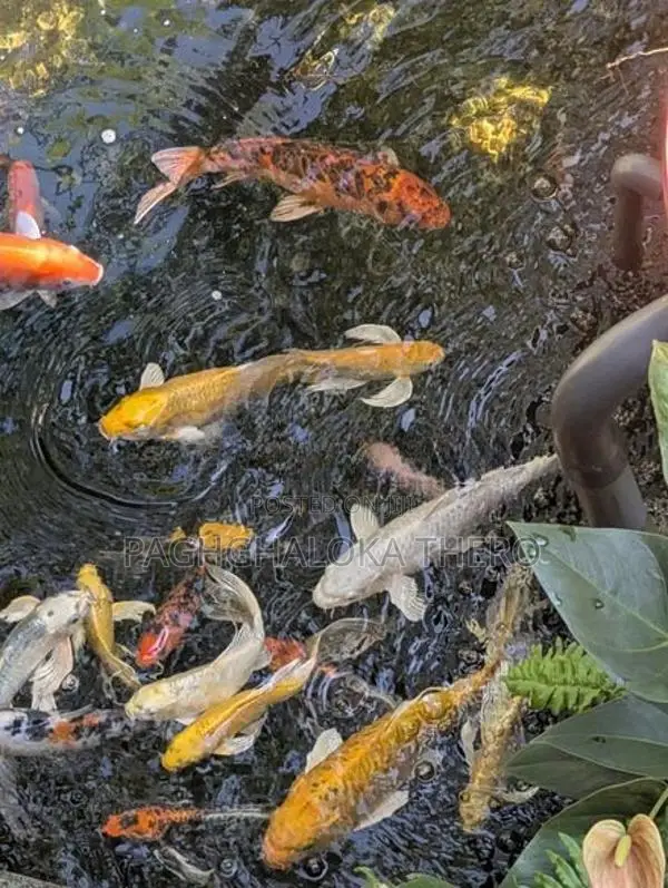 Cat Fish