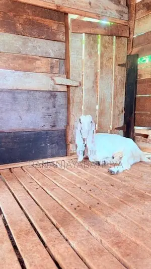 Jamnapari Goats