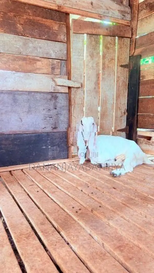 Jamnapari Goats
