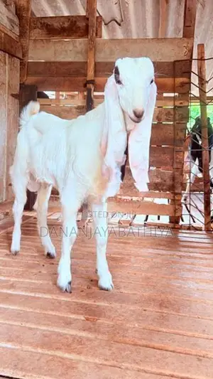 Jamnapari Goats