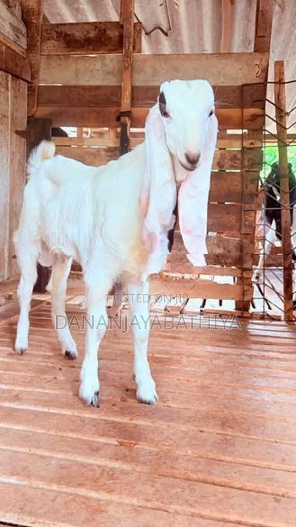 Jamnapari Goats