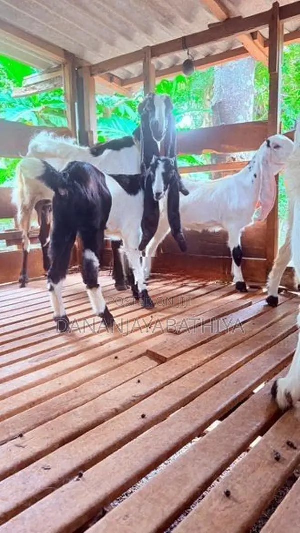 Jamnapari Goats