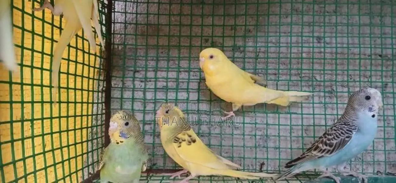 Love Birds