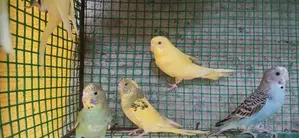 Love Birds