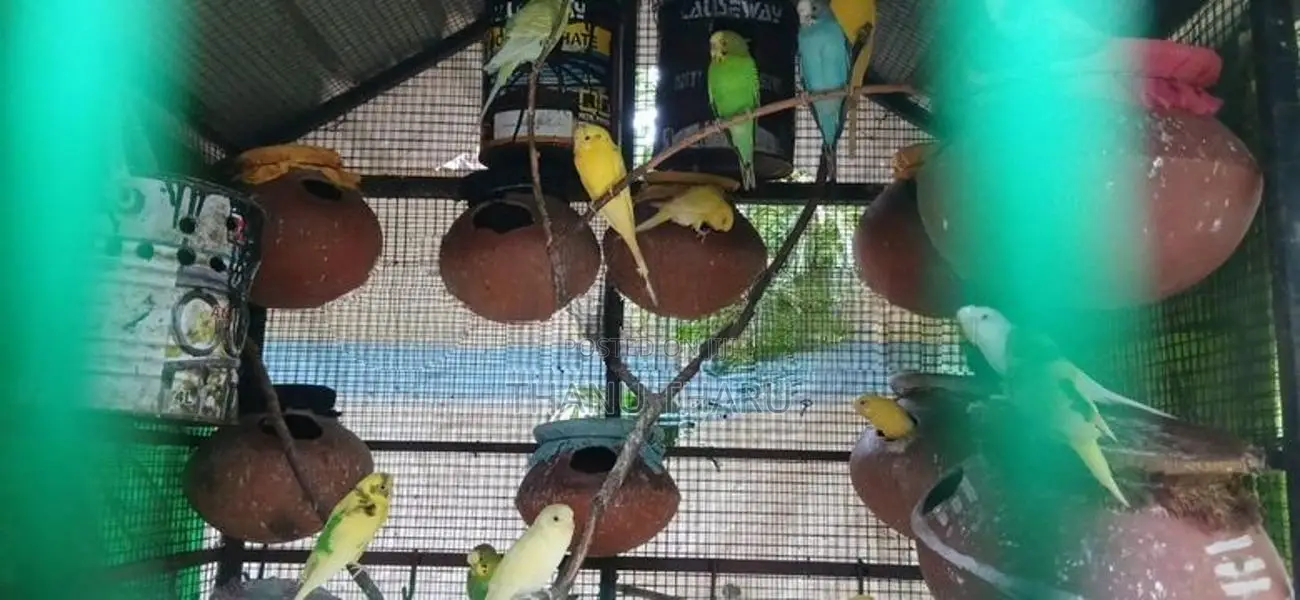 Love Birds