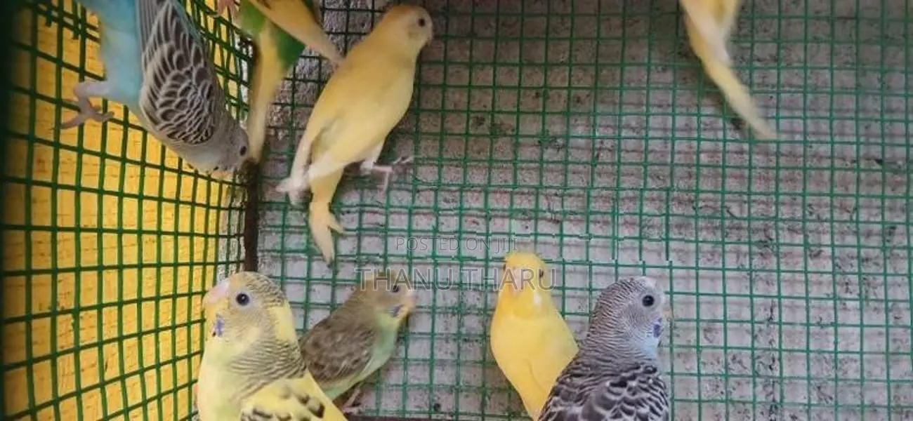 Love Birds