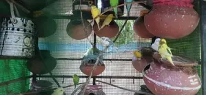 Love Birds
