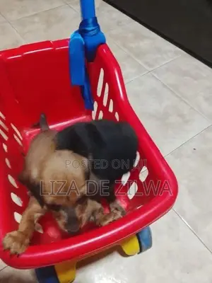Dachshund