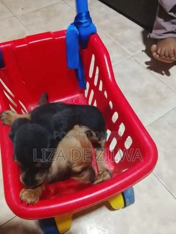 Dachshund