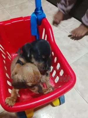 Dachshund