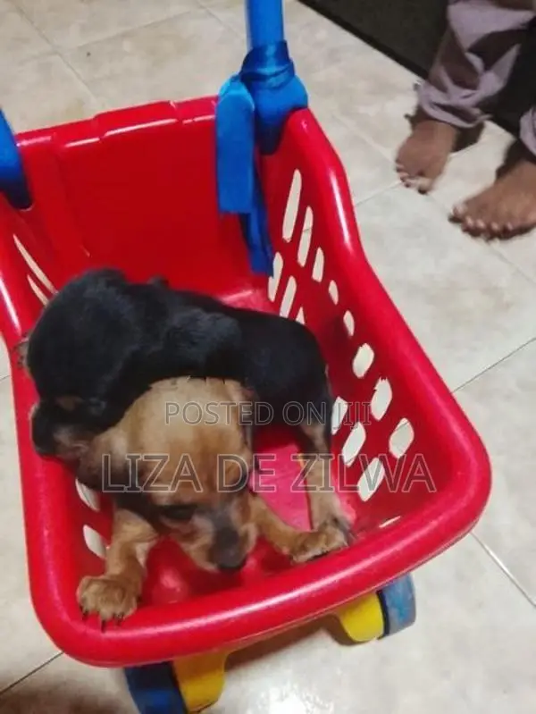 Dachshund