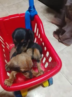 Dachshund