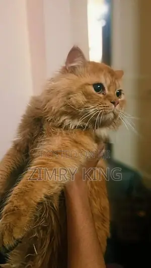 Persian Cat