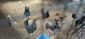 நாட்டு கோழீ