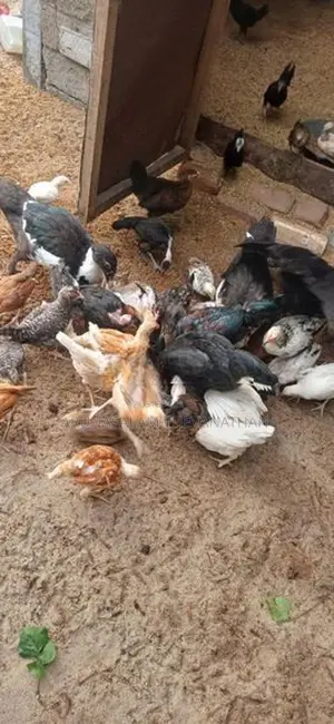 நாட்டு கோழீ
