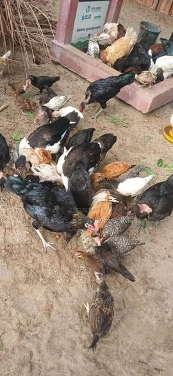 நாட்டு கோழீ