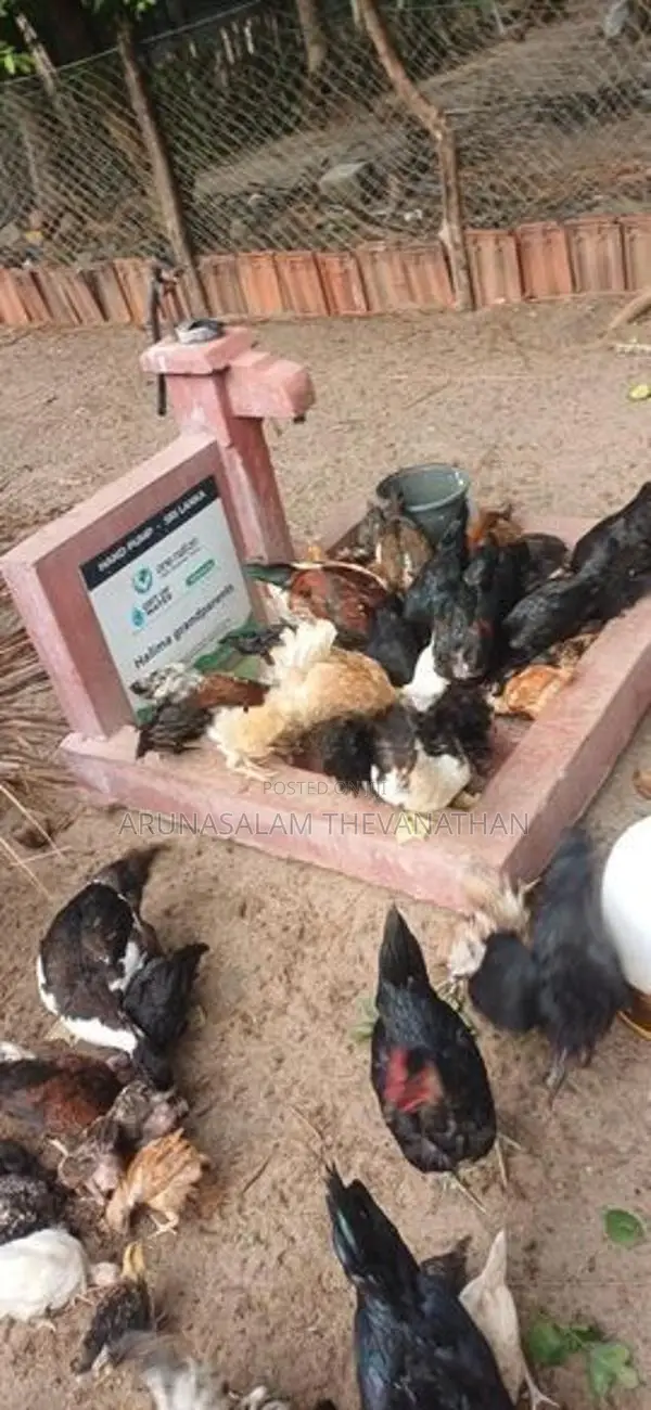 நாட்டு கோழீ