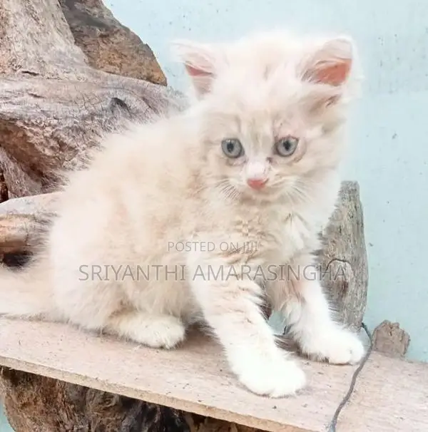 Persian cats