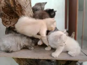Persian cats
