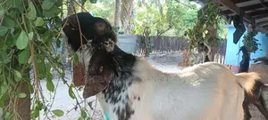 Goat Male