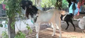 Goat Male