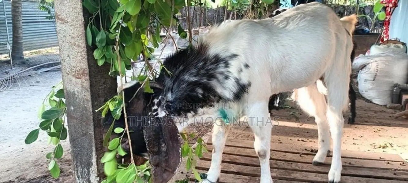 Goat Male