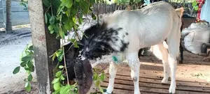 Goat Male