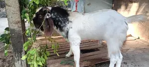 Goat Male