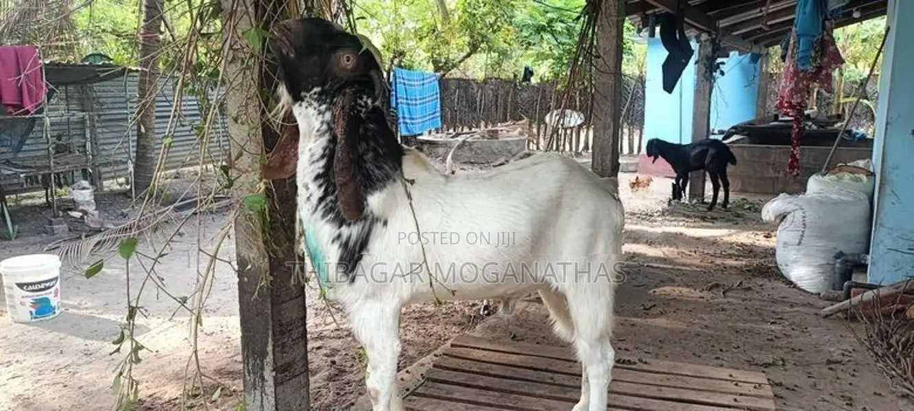 Goat Male