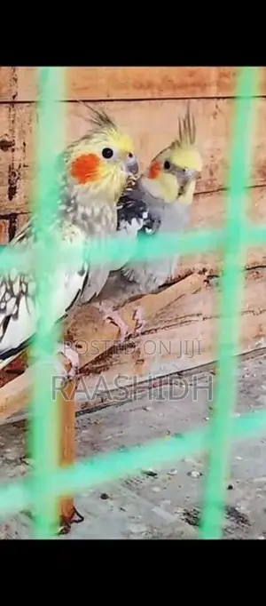 Cockatiel