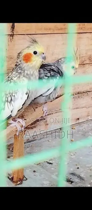 Cockatiel