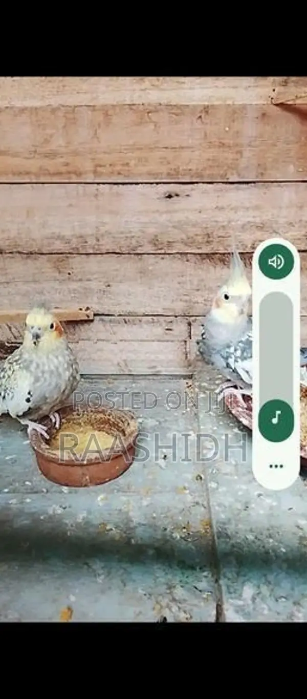 Cockatiel