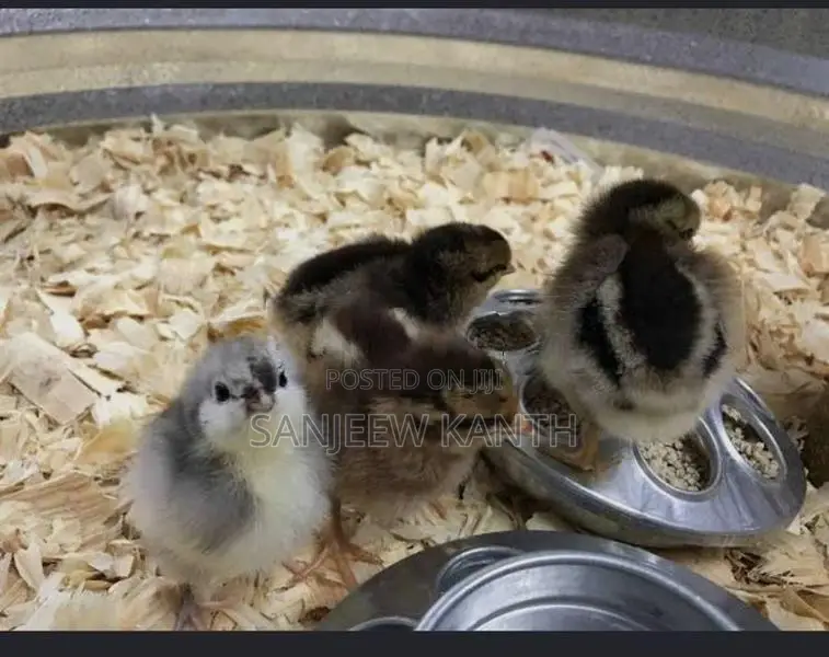 Country Chick's