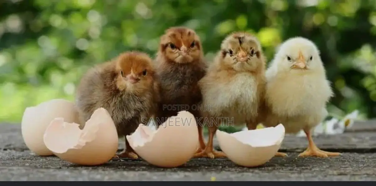 Country Chick's