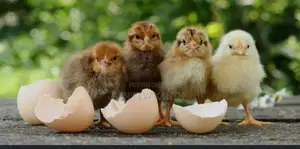 Country Chick's