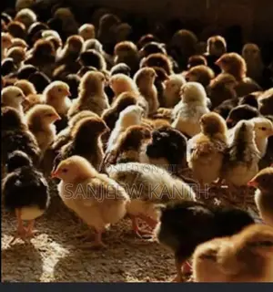 Country Chick's