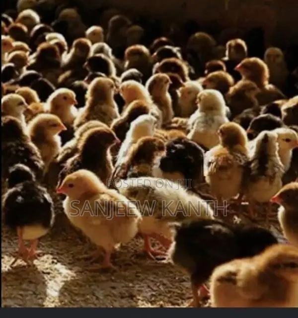 Country Chick's